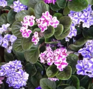 Jardin quotidien:Saint-Paulia. Le pot de Ø 12 cm