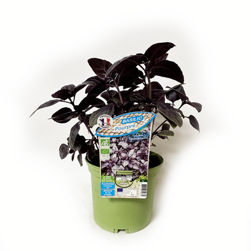 BASILIC POURPRE BIO - POT DE 1L