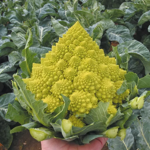 Semences bio de Chou-Fleur Romanesco