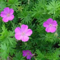 Pour valoriser vos extérieurs：Géranium vivace - Le pot de 3 litres