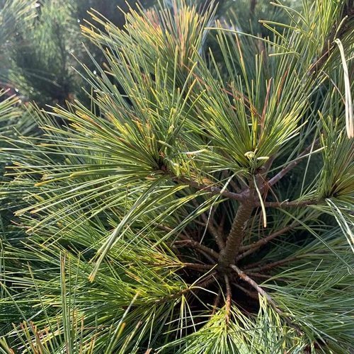 Solution utile：Pin de Weymouth nain (Pinus Strobus) 25/30. Le pot déco de 3,7 litres