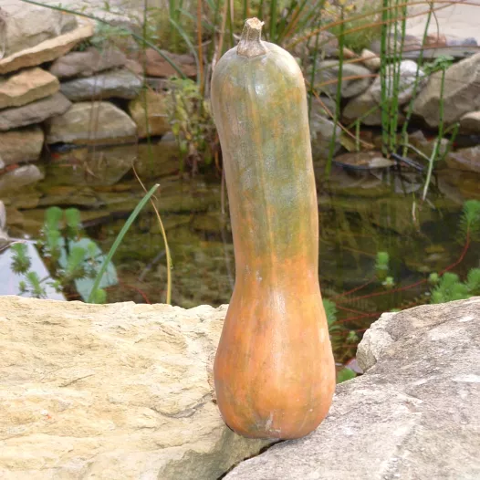 Graines bio de Courge musquée Longue de Nice