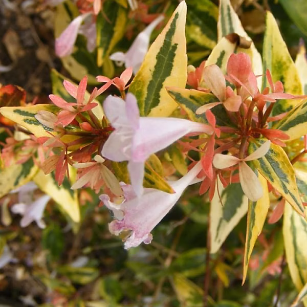 2 x Abelia 'Francis Moon' – Abelia grandiflora 'Francis mason', 25-30 cm pot