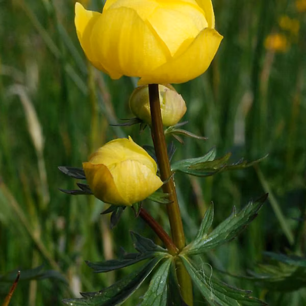 6 x Trolle d'Europe | Trollius europaeus – godet 9cm x 9cm