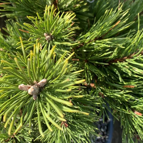 Adapté à vos extérieurs：Pin (Pinus) Mugo Gnom 50/60. Le pot de 10 litres
