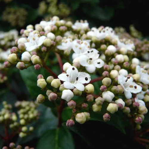 Inspiration jardin：Laurier-tin (Viburnum Tinus) Eve Price 1/4 tige. Le pot de 9 litres