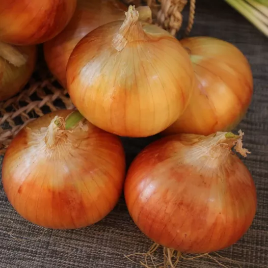 Semences bio d'Oignon Rijnsbuger 4
