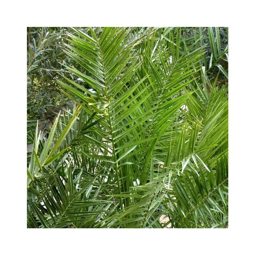 Une sélection pensée pour le jardin:Palmier des Canaries vert. Le pot de 4 litres