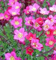 Équipement jardin：Saxifrage mousse rose. Le pot de 3 litres