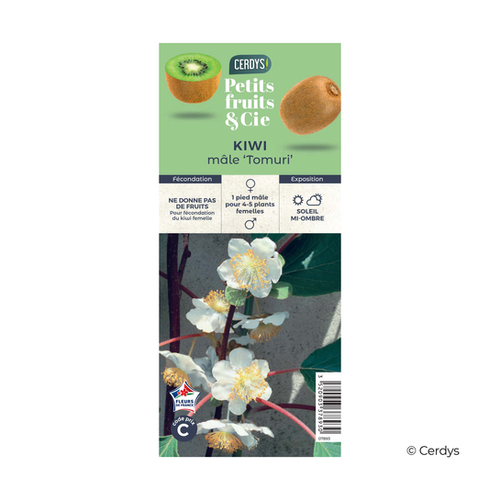 KIWI 'TOMURI' (MÂLE) - POT DE 1,5L