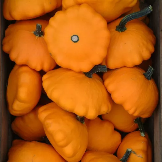 Biologische zaden van Pâtisson oranje