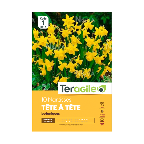 BULBES DE NARCISSES 'TÊTE A TÊTE' BOTANIQUES - TERAGILE® - X10