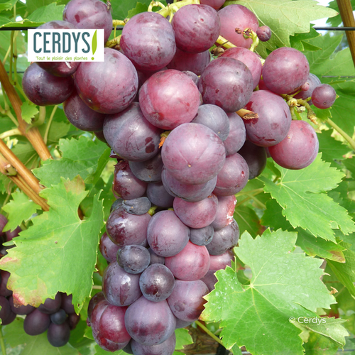 VIGNE 'CARDINAL' - POT DE 1,5L