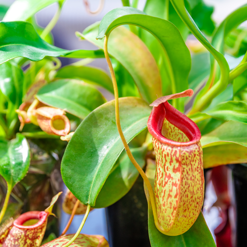 PLANTES CARNIVORE - POT Ø8,5CM