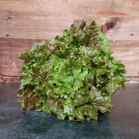 Biologische zaden Bataviasla Merveille de Verano