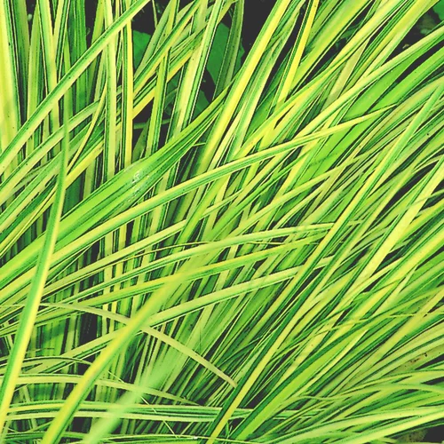 Jardin durable：Acorus Gramineus Ogon. Le pot de 10,5 cm