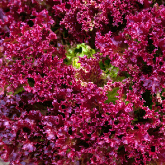 Laitue à couper Lollo Rossa | Graines bio et reproductibles