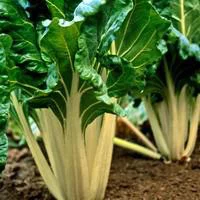 Jardin déco：Poiree Verte A Cardes Blanches Bio. La barquette de 3 plants