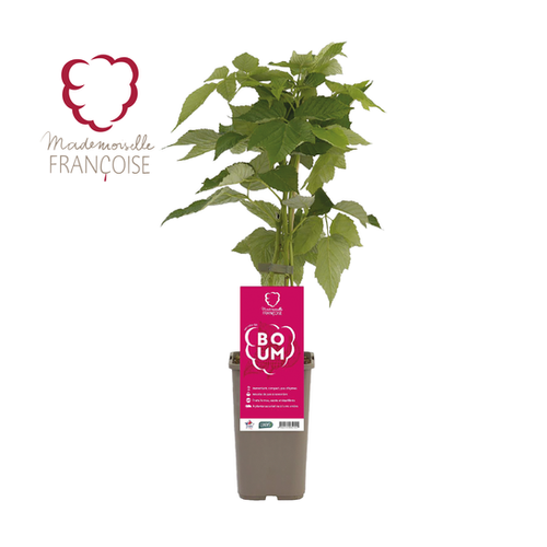 FRAMBOISIER 'MADEMOISELLE FRANÇOISE' - POT DE 1,3L