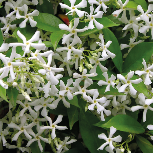 JASMIN ÉTOILÉ EN TIPI - POT DE 6L