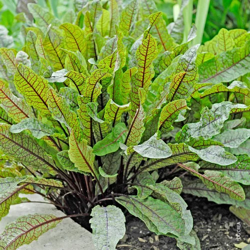 Espace vert confort：Oseille Rouge Bio. Le pot de 1 litre