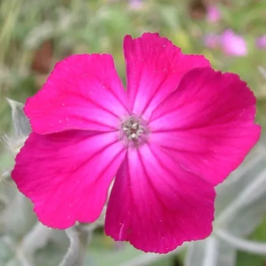Rode prikneus | Bio en zaadvaste bloemenzaden