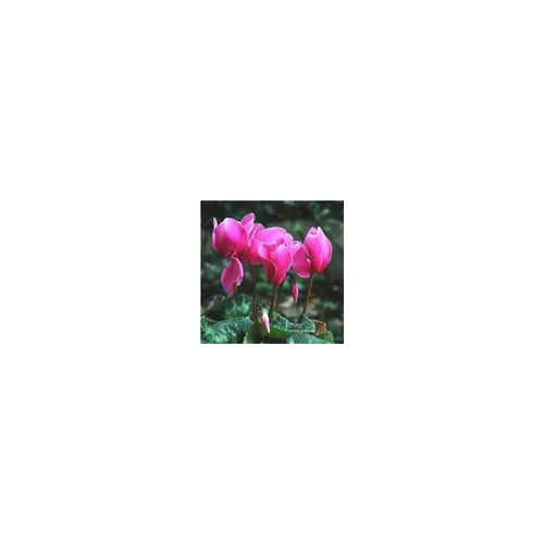 Pour l’univers du jardin：Cyclamen à grandes fleurs - Le pot de 10,5 cm