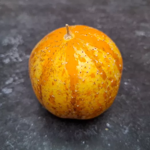 Graines bio de Concombre Lemon