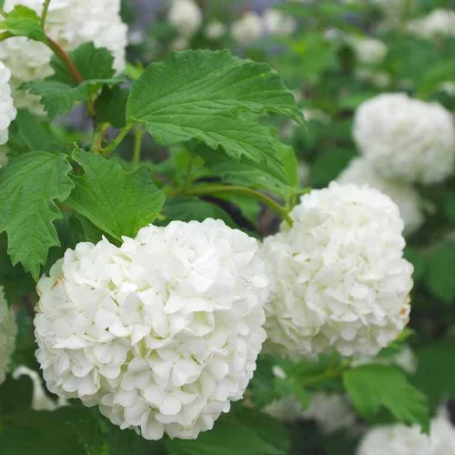 Pour faciliter la vie dehors：Viorne Obier (Viburnum Opulus Roseum) 120/150. Le pot de 10 litres