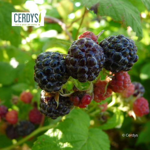 FRAMBOISIER NOIR 'JEWEL' - POT DE 1,5L