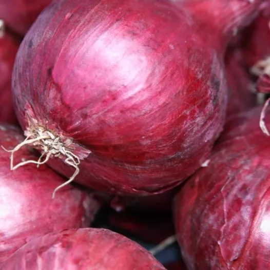 Semences biologiques d'Oignon Robelja