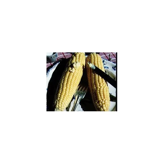 Bio zaden van Maïs-zoete Mezdi