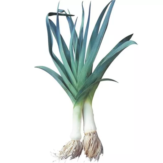 Graines bio de Poireau Bleu de Solaise