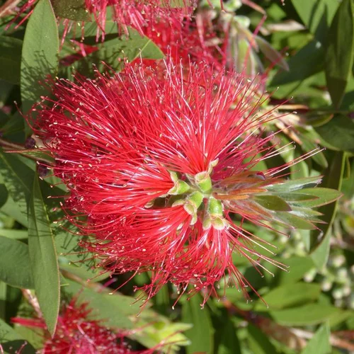 Pour profiter dehors：Rince bouteille (Callistemon Laevis). Le pot de 14 litres