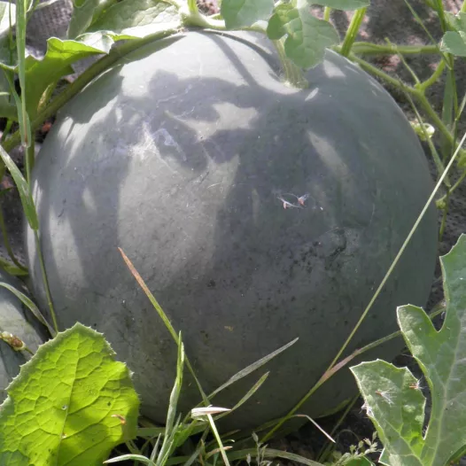 Bio zaden van Watermeloen Sugar Baby