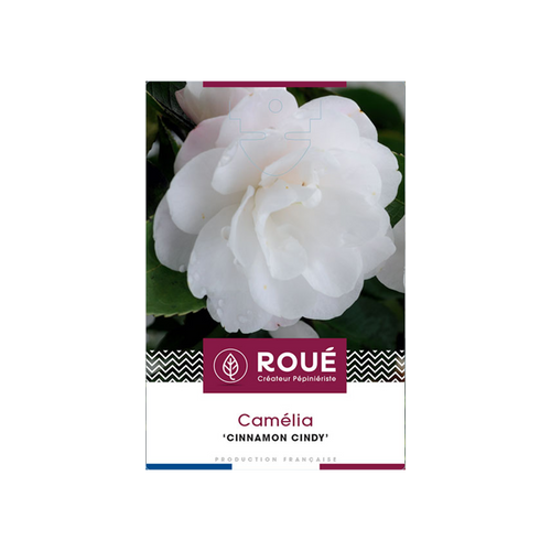 CAMÉLIA 'CINNAMON CINDY' - POT 7,5 L