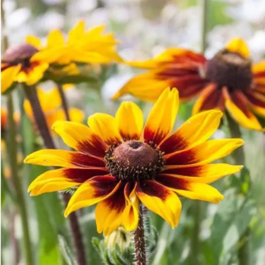 Rudbeckia "Herbstwald" | Semences bio et reproductibles