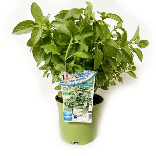 BASILIC MARSEILLAIS BIO - POT DE 1L