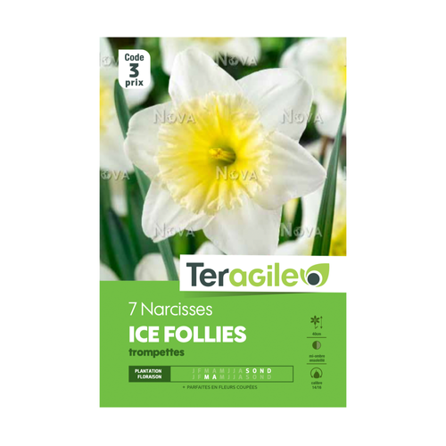 BULBES DE NARCISSES 'ICE FOLLIES' TROMPETTES - TERAGILE® - X7
