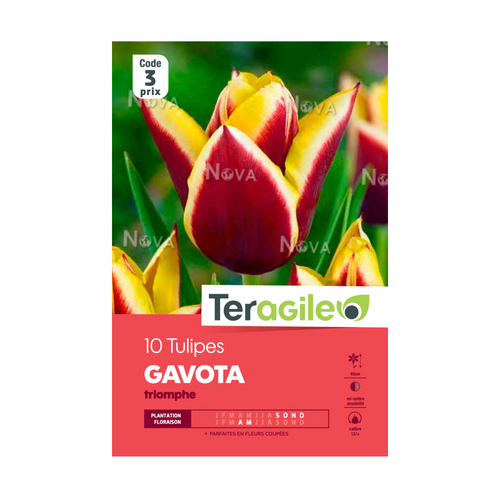 BULBES DE TULIPES 'GAVOTA' TRIOMPHE - TERAGILE® - X10