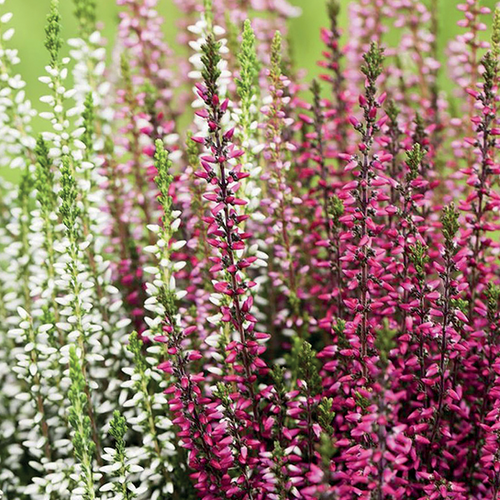 CALLUNA VULGARIS 'GARDEN TWIN GIRLS' - POT Ø12CM