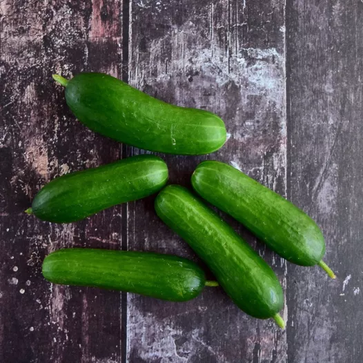 Concombre Kaban (snack) | Semences bio et reproductibles