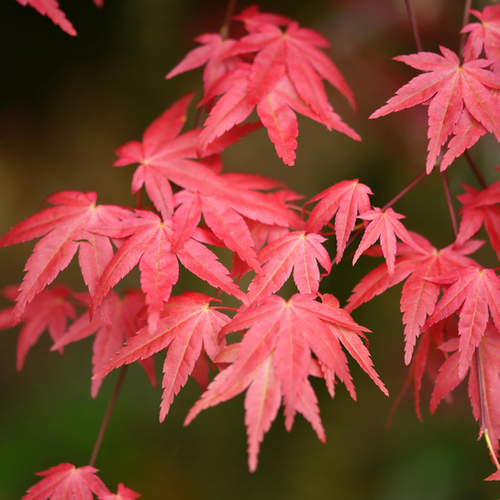 ACER PALMATUM - ÉRABLE DU JAPON 'DESHOJO' - POT DE 3L