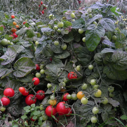 Tomate cerise japonaise basse | Semences bio et reproductibles