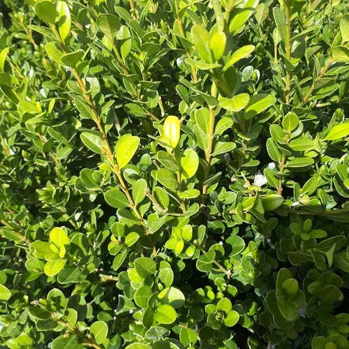 Pour transformer votre jardin：Buxus Sempervirens (buis commun) 20/25 en pot de 1,5 L vert