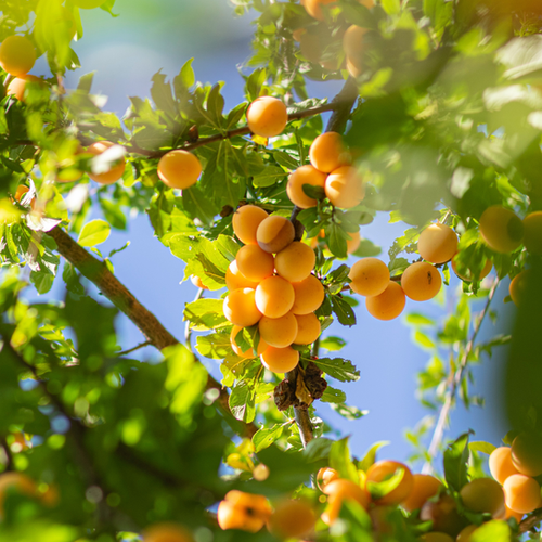 PRUNIER MIRABELLE DE NANCY - 1/2 TIGE 5/7 - POT 12L