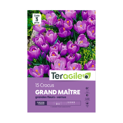 BULBES DE CROCUS 'GRAND MAÎTRE' GRANDES FLEURS - VERNUS - TERAGILE® - X15