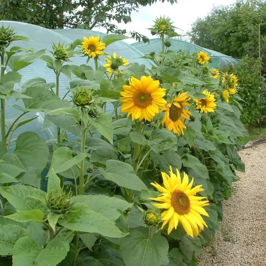 Bio zaden van Zonnebloem