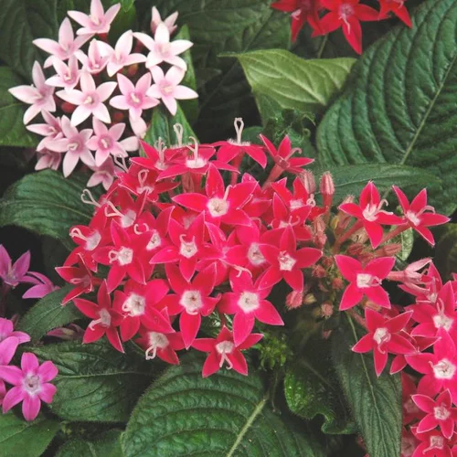 Extérieur malin：Pentas ou étoile égyptienne - Le pot de 0,5 litre