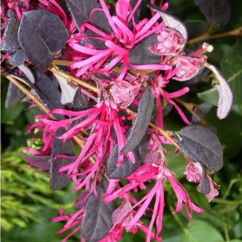 Pour simplifier le jardin：Loropetalum Chinense Fire Dance rose en pot de 9 L